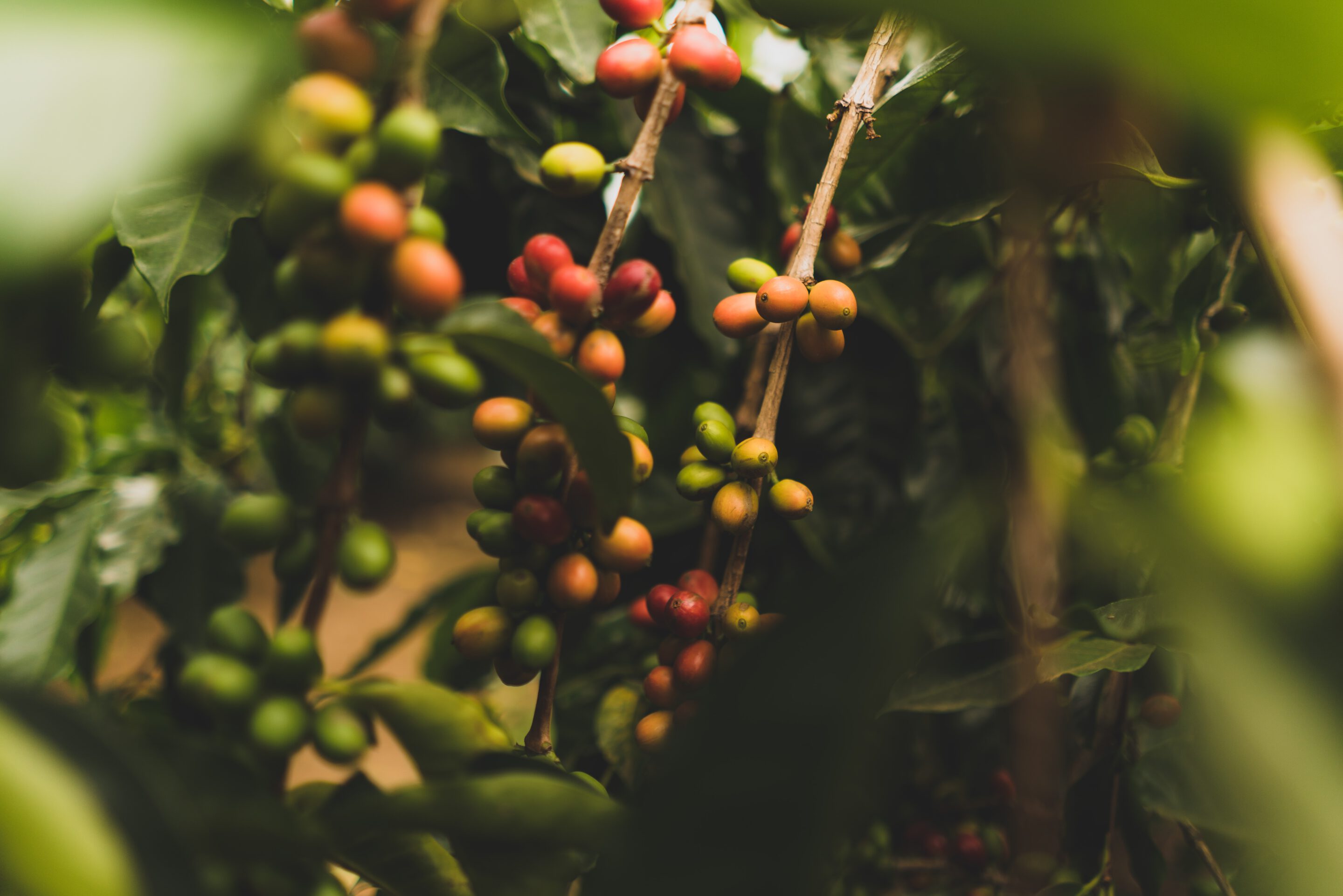 Koffiebonen verbouwen & oogsten